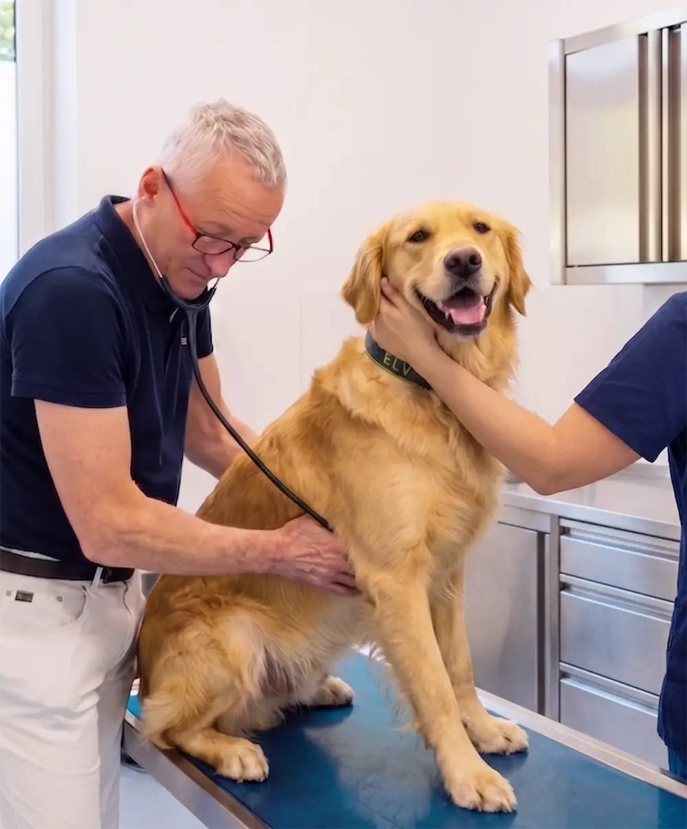 Tierärzt hört Hund ab